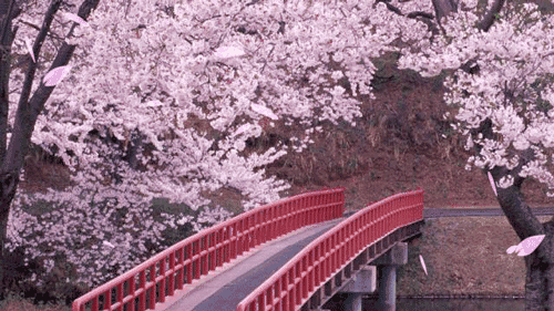 陽春三月，這些美景其實可以帶回家！