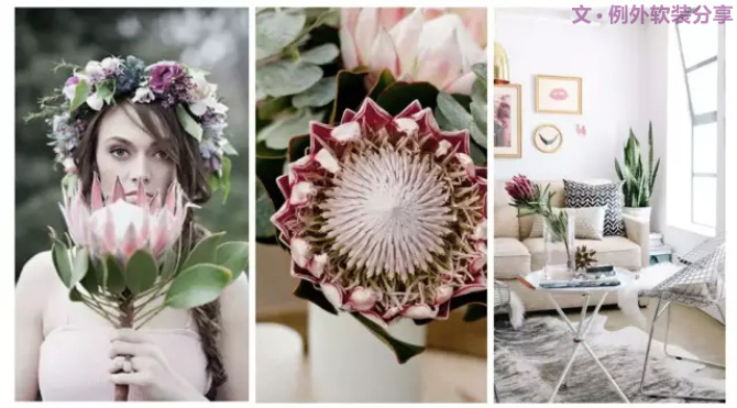 【例外.花箋記】沒(méi)有哪個(gè)姑娘能拒絕這樣一支奇葩！