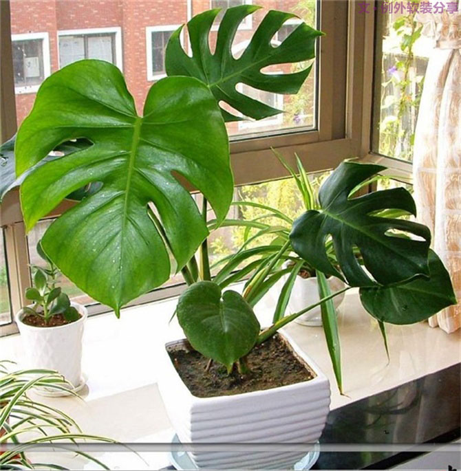 【裝修后必備】教你認(rèn)識(shí)5種強(qiáng)吸毒植物