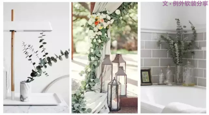 【例外.花箋記】尤加利，花藝界的百搭神葉