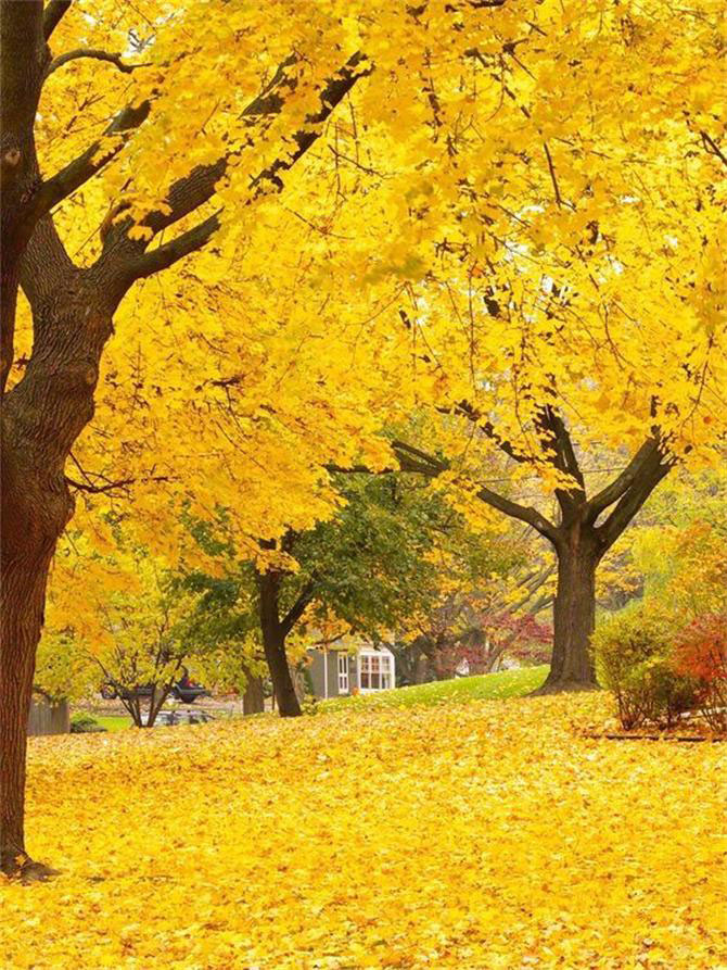 軟裝設(shè)計(jì)師幫你把秋天留在家里！