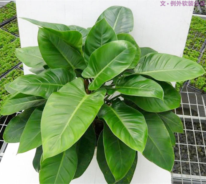 不能不知的家居綠植選擇、養(yǎng)護(hù)技巧，居家必備！-別墅設(shè)計(jì),軟裝設(shè)計(jì),室內(nèi)設(shè)計(jì),豪宅設(shè)計(jì),深圳例外軟裝設(shè)計(jì)公司