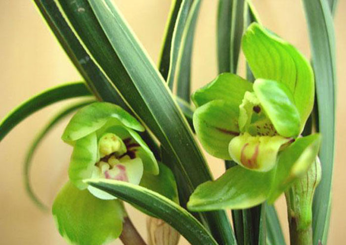 不能不知的11款強室內(nèi)吸毒植物，裝修房子必備-別墅設(shè)計,軟裝設(shè)計,室內(nèi)設(shè)計,豪宅設(shè)計,深圳例外軟裝設(shè)計公司