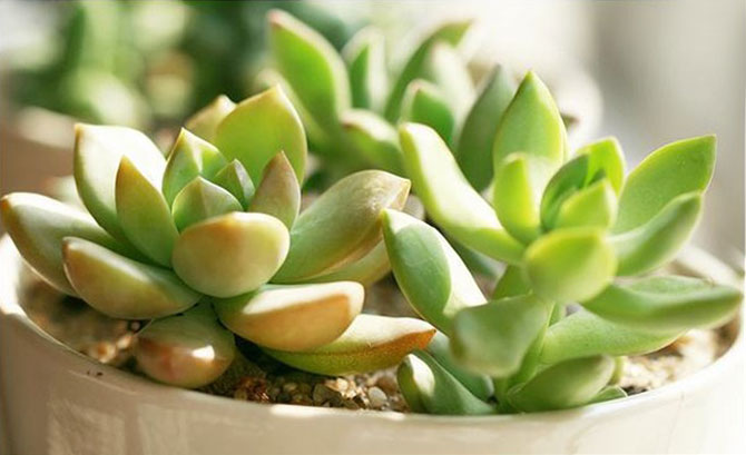 春風(fēng)十里，不如室內(nèi)這抹綠“迷醉”你！-別墅設(shè)計(jì),軟裝設(shè)計(jì),室內(nèi)設(shè)計(jì),豪宅設(shè)計(jì),深圳例外軟裝設(shè)計(jì)公司