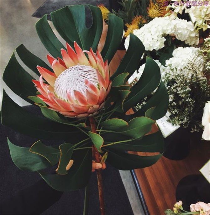 龜背竹遠(yuǎn)不止能去除甲醛，原來還有這么多作用！-別墅設(shè)計(jì),軟裝設(shè)計(jì),室內(nèi)設(shè)計(jì),豪宅設(shè)計(jì),深圳例外軟裝設(shè)計(jì)公司