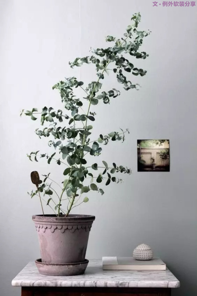 【例外.花箋記】尤加利，花藝界的百搭神葉-別墅設(shè)計(jì),軟裝設(shè)計(jì),室內(nèi)設(shè)計(jì),豪宅設(shè)計(jì),深圳例外軟裝設(shè)計(jì)公司