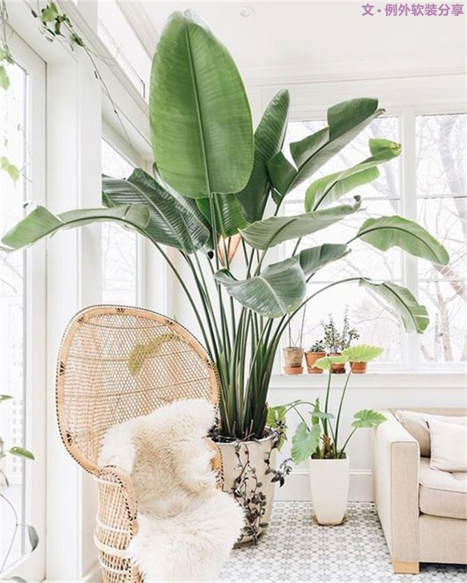 不能不知的家居綠植選擇、養(yǎng)護(hù)技巧，居家必備！-別墅設(shè)計(jì),軟裝設(shè)計(jì),室內(nèi)設(shè)計(jì),豪宅設(shè)計(jì),深圳例外軟裝設(shè)計(jì)公司