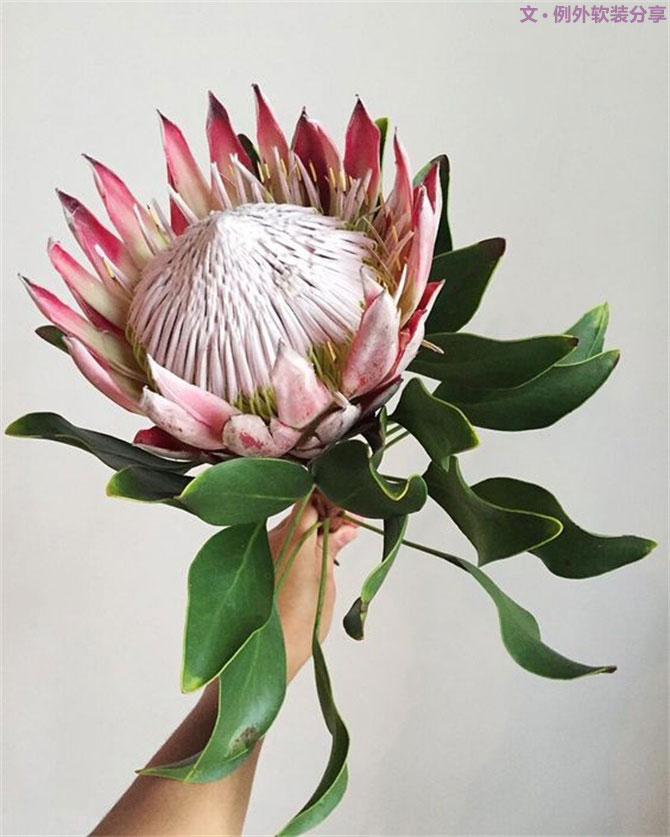 設(shè)計師揭秘8種適合冬季擺放的鮮花！-別墅設(shè)計,軟裝設(shè)計,室內(nèi)設(shè)計,豪宅設(shè)計,深圳例外軟裝設(shè)計公司