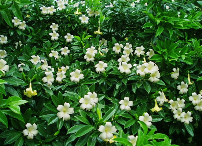 不能不知的11款強室內(nèi)吸毒植物，裝修房子必備-別墅設(shè)計,軟裝設(shè)計,室內(nèi)設(shè)計,豪宅設(shè)計,深圳例外軟裝設(shè)計公司