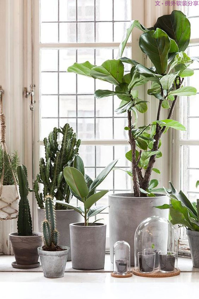 這些自帶天然氣質(zhì)的網(wǎng)紅綠植，都成了設(shè)計(jì)界的新寵兒！-別墅軟裝設(shè)計(jì),軟裝設(shè)計(jì),室內(nèi)軟裝設(shè)計(jì),室內(nèi)設(shè)計(jì),豪宅設(shè)計(jì),深圳例外軟裝設(shè)計(jì)公司