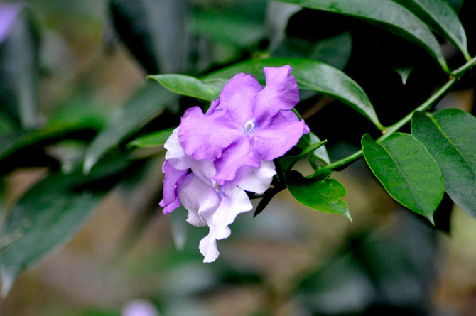 陽春三月，這些美景其實可以帶回家！-別墅設(shè)計,軟裝設(shè)計,室內(nèi)設(shè)計,豪宅設(shè)計,深圳例外軟裝設(shè)計公司