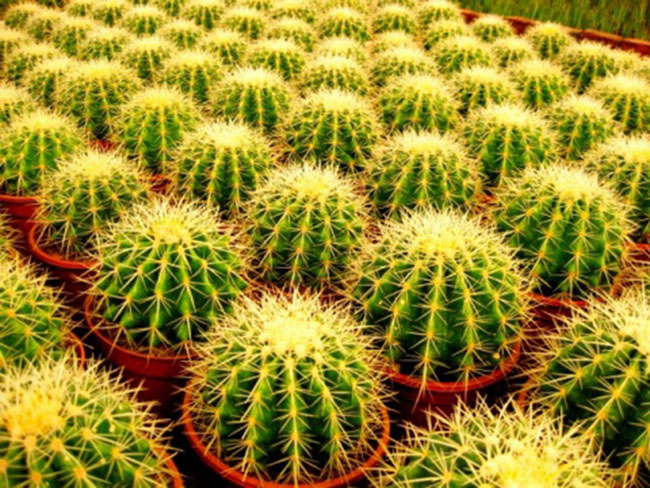 不能不知的11款強室內(nèi)吸毒植物，裝修房子必備-別墅設(shè)計,軟裝設(shè)計,室內(nèi)設(shè)計,豪宅設(shè)計,深圳例外軟裝設(shè)計公司