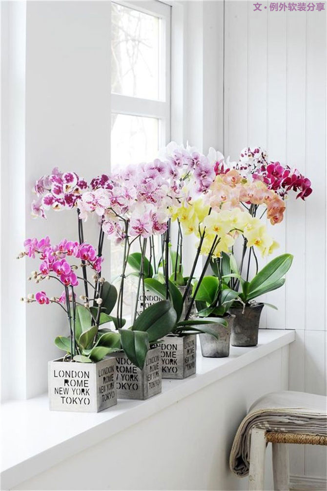 不能不知的家居綠植選擇、養(yǎng)護(hù)技巧，居家必備！-別墅設(shè)計(jì),軟裝設(shè)計(jì),室內(nèi)設(shè)計(jì),豪宅設(shè)計(jì),深圳例外軟裝設(shè)計(jì)公司