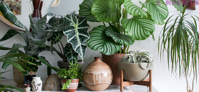 這些自帶天然氣質(zhì)的網(wǎng)紅綠植，都成了設(shè)計(jì)界的新寵兒！-別墅軟裝設(shè)計(jì),軟裝設(shè)計(jì),室內(nèi)軟裝設(shè)計(jì),室內(nèi)設(shè)計(jì),豪宅設(shè)計(jì),深圳例外軟裝設(shè)計(jì)公司