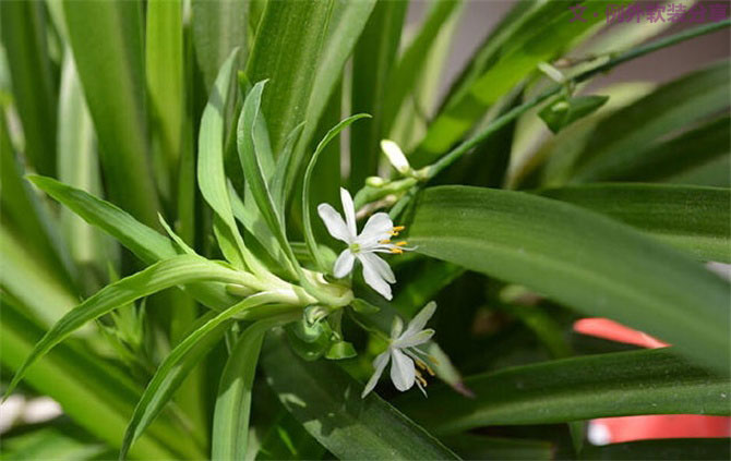 裝修后的房子多久可以入??？不看不知道！-別墅設(shè)計,軟裝設(shè)計,室內(nèi)設(shè)計,豪宅設(shè)計,深圳例外軟裝設(shè)計公司