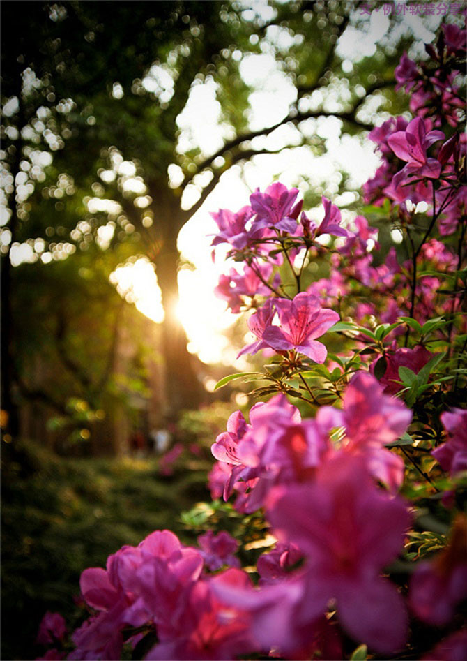 設(shè)計師揭秘8種適合冬季擺放的鮮花！-別墅設(shè)計,軟裝設(shè)計,室內(nèi)設(shè)計,豪宅設(shè)計,深圳例外軟裝設(shè)計公司