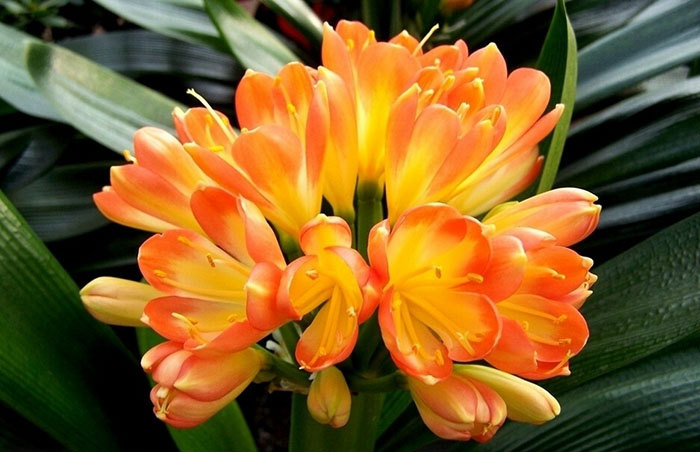 不能不知的11款強室內(nèi)吸毒植物，裝修房子必備-別墅設(shè)計,軟裝設(shè)計,室內(nèi)設(shè)計,豪宅設(shè)計,深圳例外軟裝設(shè)計公司