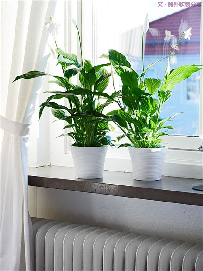 不能不知的家居綠植選擇、養(yǎng)護(hù)技巧，居家必備！-別墅設(shè)計(jì),軟裝設(shè)計(jì),室內(nèi)設(shè)計(jì),豪宅設(shè)計(jì),深圳例外軟裝設(shè)計(jì)公司